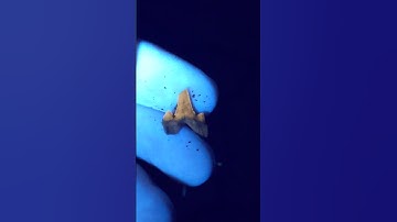 Using a black light to find shark teeth