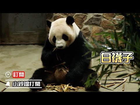 《熊貓早晚安》注意看！ 這隻熊貓穿了雙“洋氣”的小白襪 | iPanda熊貓頻道