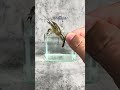 Kanama Luminous Shrimp Hooks - Keep Your Shrimp Bait Moving.