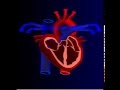 le fonctionnement du coeur