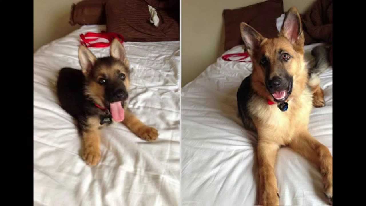 Download Before & After Photos Of Baby Dogs Growing Up
