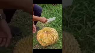 ARTI MIMPI BELI BUAH DURIAN  #durian