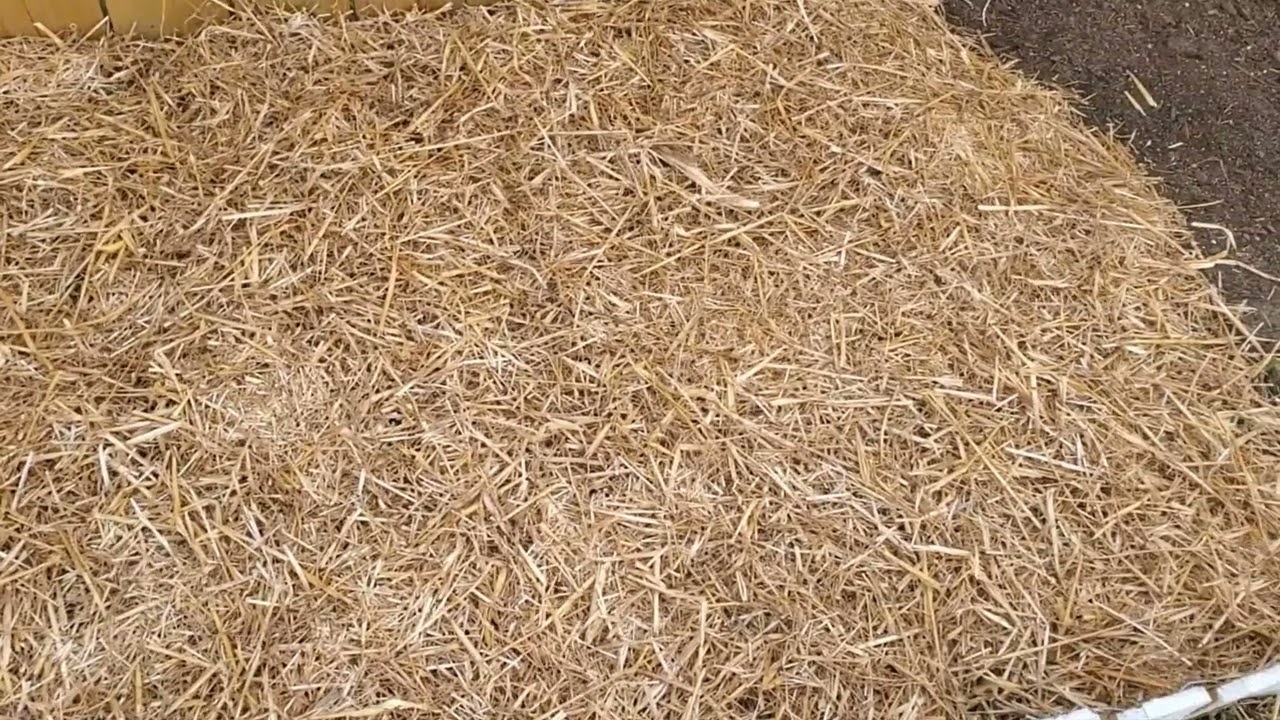 Protecting My Asparagus! Mulching With Straw growyourownfood 