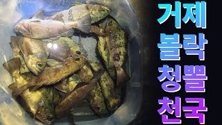 거제 도보권 갯바위 추위 이겨내는 볼락 낚시🎣 청뽈이 이렇게 많이 나오네요?