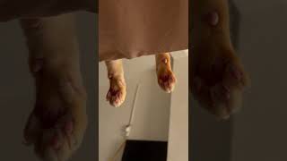 🐾 🐈 #foryou #shortvideo #fyp #viral #trending #cat #shorts #algerie #chill #calm #mood