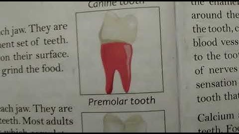 NCERT based CBSE Class 4 Science Chapter - 2, Part-2,  Topic - Types of Teeth