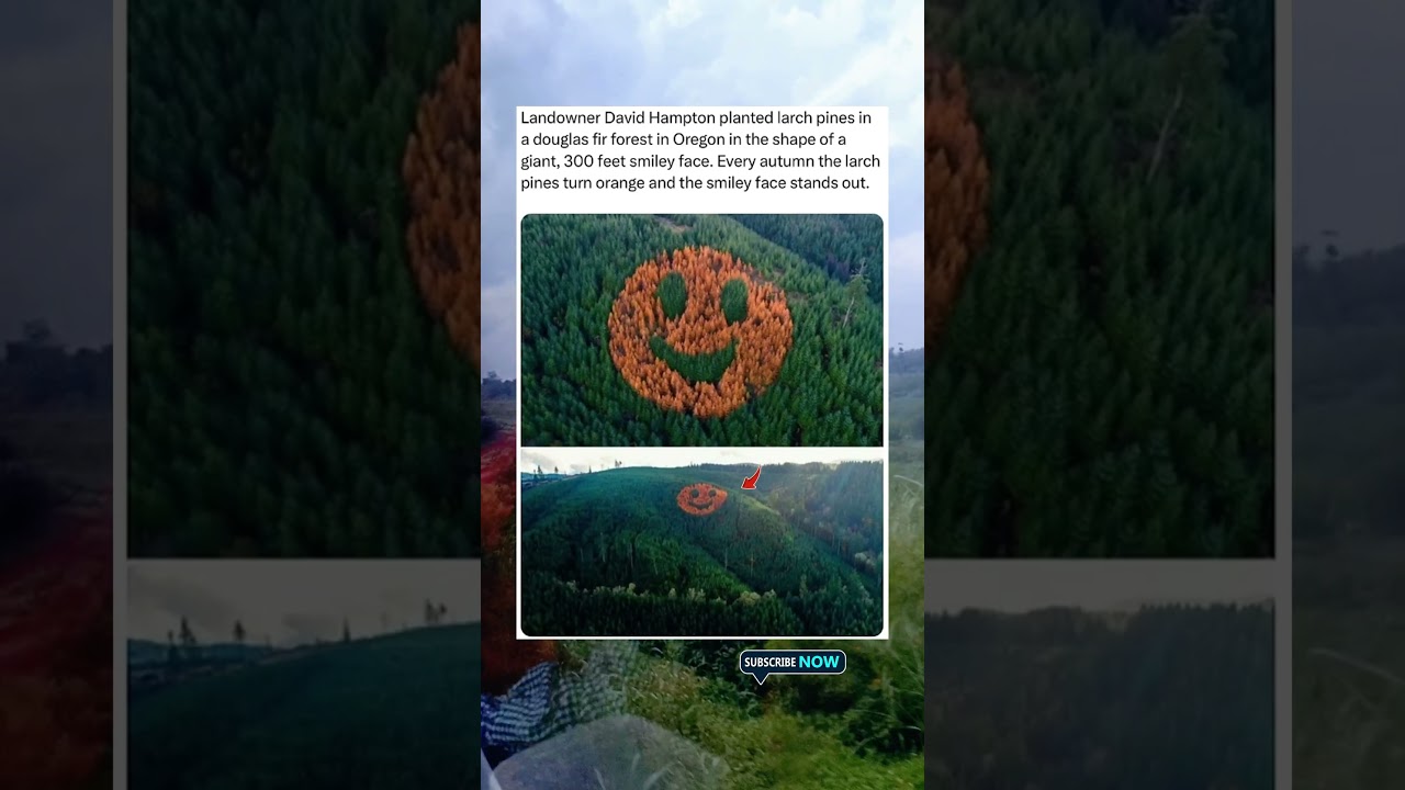 Unbelievable! A 300 Foot Giant Smiley Face Made of Trees