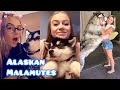 NEW Alaskan Malamute Video Compilation (Funny & Cute) | Snow Dogs / Wolf Dogs