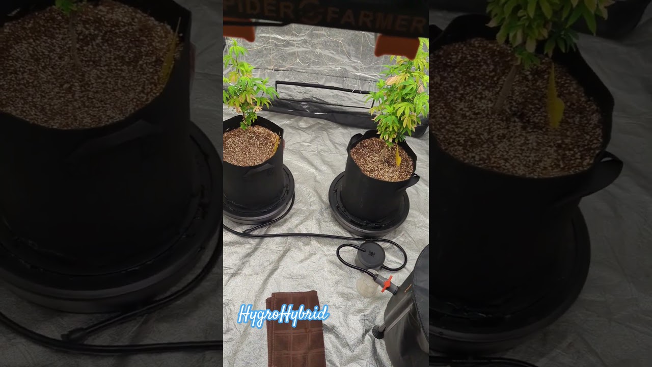 Feeding Nutrients With Ropes In The Spider Farmer Self Water COCO System?