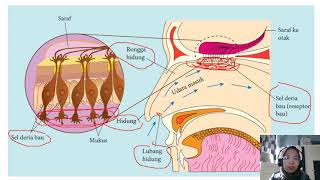 KSSM SAINS T3 BAB 1; TELINGA, LIDAH, KULIT
