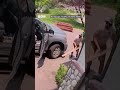 Камера наблюдения зафиксировала, как мужчина пытался выгнать медведя из своего автомобиля