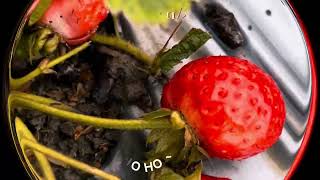 苗栗採草莓🍓 大湖草莓：名品牛奶草莓園 #艾蛙媽vs達樂哥 #mukbang #travel #food #foodie #streetfood #yummy ❤️吃美味的青串小館！客家創意料理😋