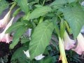 БРУГМАНСИЯ - ВАЖНОЕ УСЛОВИЕ ЦВЕТЕНИЯ, ОБРЕЗКА ЧАСТЬ 3 / Brugmansia - GREAT CONDITION BLOSSOM