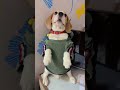 #beagleboy#shortsfunny