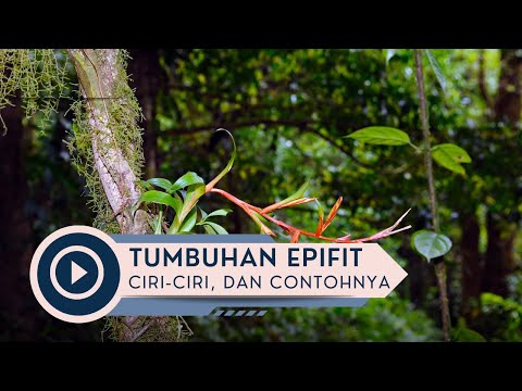 Video: Epifit (tumbuhan): apakah itu dan di mana ia tumbuh