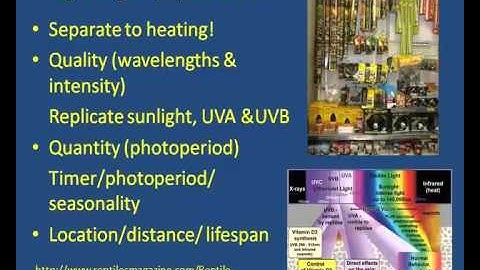 What you need to know about reptile lighting