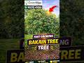 Bakain Tree | Melia Azedarach Plant | Fast Growing Shade Tree India 🌳