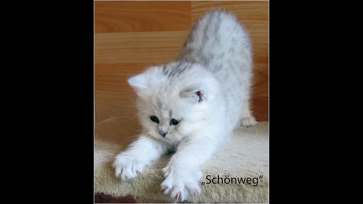 Watch the video about Chinchilla Cats Schoenweg @ Serafina Shaded kitten