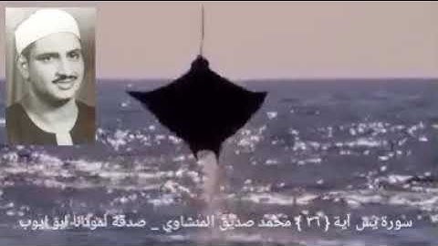 سبحان الذي خلق الأزواج كلها مما تنبت الأرض ومن أنفسهم _ سورة يس آية { ٢٦ } المنشاوي