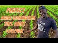 How to get perfect maize germination and the activities that follows