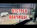 Отец выстрелил в Арктическую Волчицу. Волчата добавили работы, что они сделали с прудом?