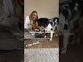 Auslastungsidee (Hund) für regnerische Tage🐶🌧️