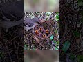 Snake Attacks Northern Mockingbird Nest | 45 Days Life Cycle From Egg to Wild Survivor
