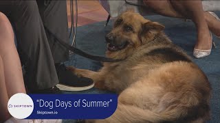 Skiptown - Fun for Your Furry One during the Dog Days of Summer!