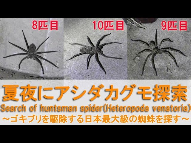 夏夜にアシダカグモ探索 Search Of Huntsman Spider ゴキブリを駆除する日本最大級の蜘蛛を探す Youtube
