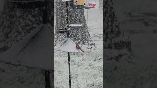 Celebrity Bertha's Hoggin The Food! 🐦 Profile