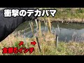 冗談半分で試してみたデカバマが衝撃の釣れっぷりでした