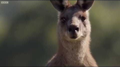 Gạ người đánh nhau và những khoảnh khắc cà khịa của kangaroo