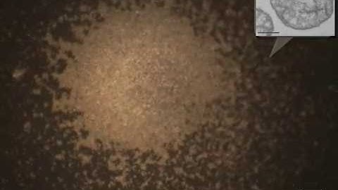 Robotic Micro-Assembly Process