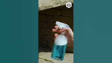 How To Create a Non-Toxic Mixture to Kill Wasps