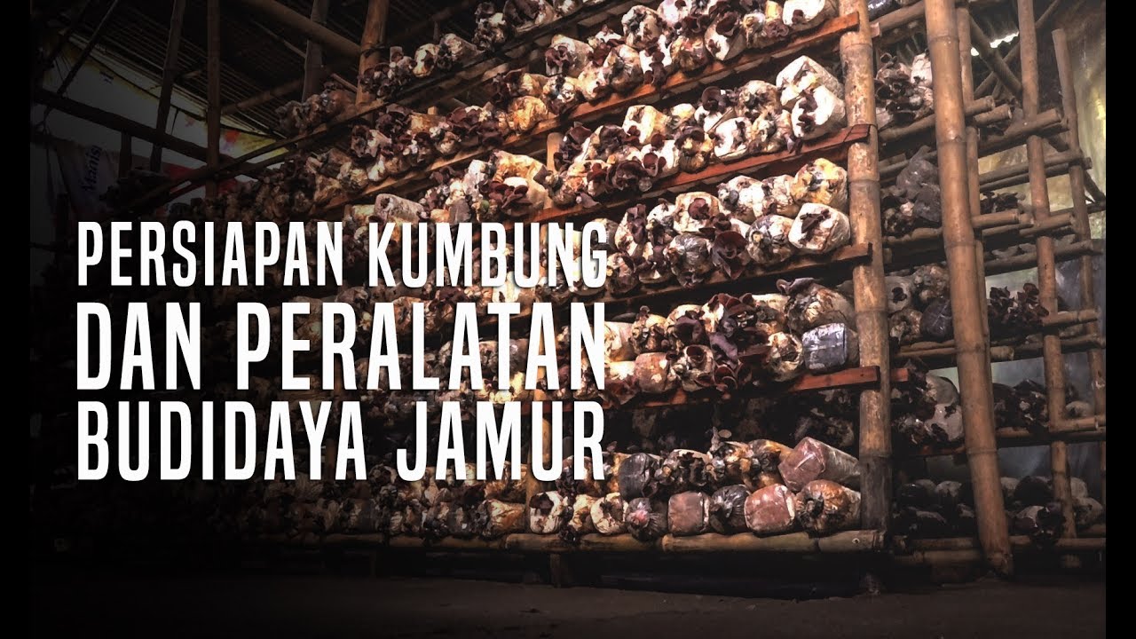 75 Contoh Gambar Rumah Jamur Terbaik