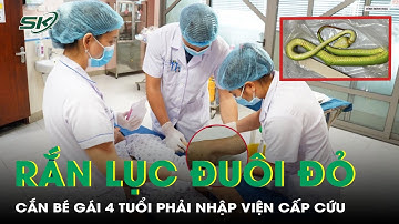 Rắn Lục Đuôi Đỏ Cắn Bé Gái 4 Tuổi Phải Nhập Viện Cấp Cứu | SKĐS