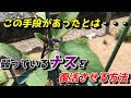 【ナス】○○のおかげでこんなにも元気になりました 【家庭菜園】