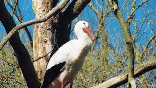 Suara Burung Bangau