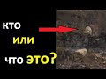 Странное существо попало в объектив | TimonFix