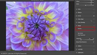 Sculpting Your Floral Images for Light in LR / ACR