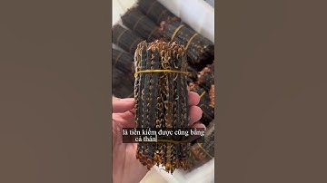 Câu rết kiếm tiền triệu mỗi ngày, dễ hơn đi làm thuê! 🪳💰#ĐộngVật#Shorts#ShortsVietnam