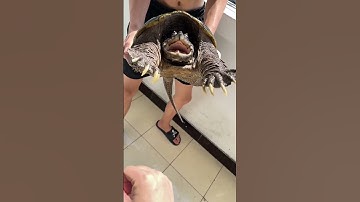 Snapping Turtle reaction test