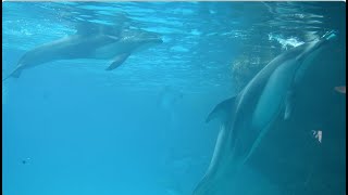 Baby Pacific White-sided Dolphins Underwater - Chimelong Ocean Kingdom - December 2, 2023