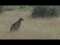 Cheetah scouting for potantial prey in the tall and open grasslands in Kruger National Park