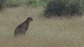 Cheetah scouting for potantial prey in the tall and open grasslands in Kruger National Park