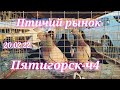 Голуби цены Птичий рынок Пятигорск-ч4