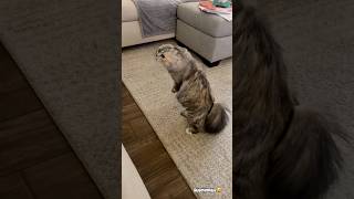Cute cat dance😺 #reels #cat #catvideos #funnycatvideos #shorts #trendingshorts #ytcat #funny #cute