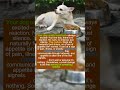 When Your Dog Stops Eating Normally #dogpsychology #puppy