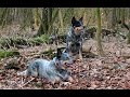 Australian Cattle Dogs in Action の動画、YouTube動画。