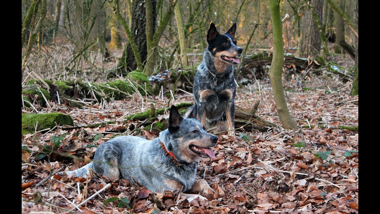 Australian Cattle Dogs In Action Youtube